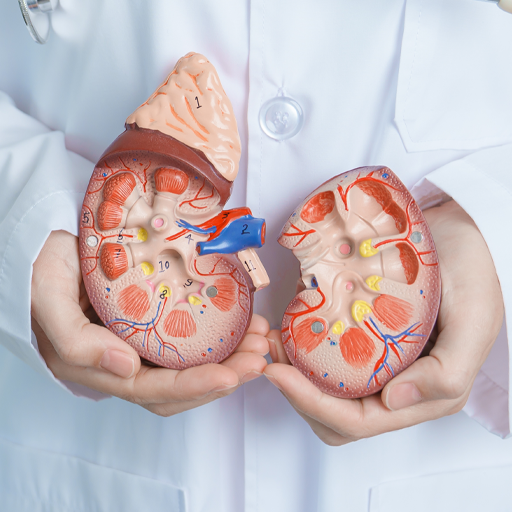 Urology Surgeries