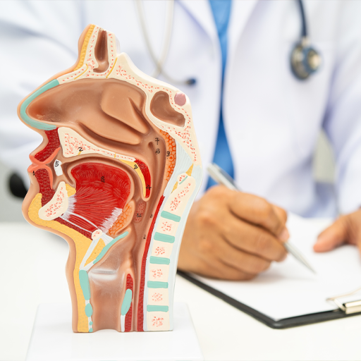 Ear Nose and Throat
